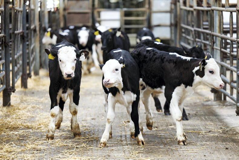 Price gap between bulls and heifers