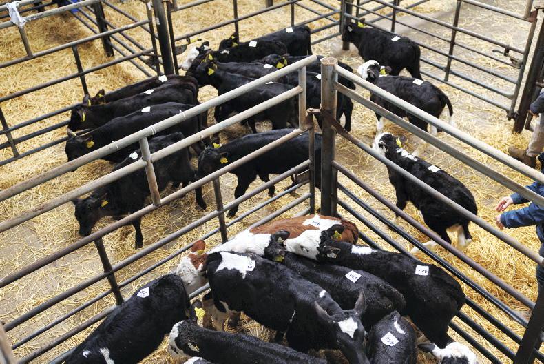 Calf price update: Angus- and Hereford-cross bulls still above 2025 prices