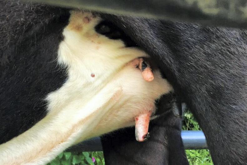 Beef management: grass supplies, summer mastitis and slurry testing