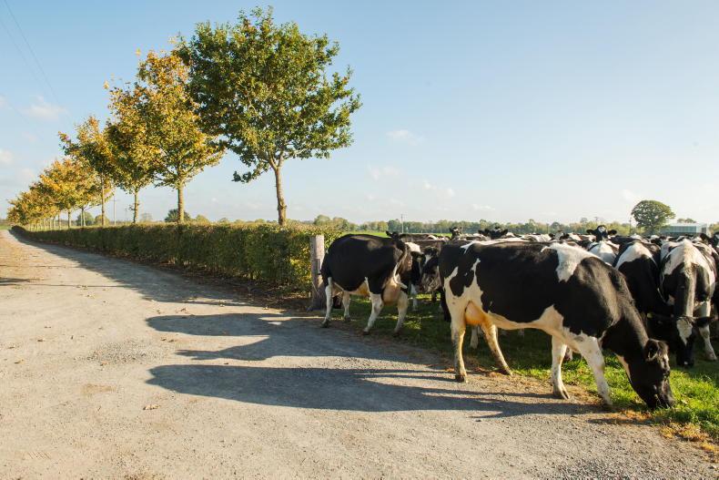 Dairy management: Silage, clover and silage