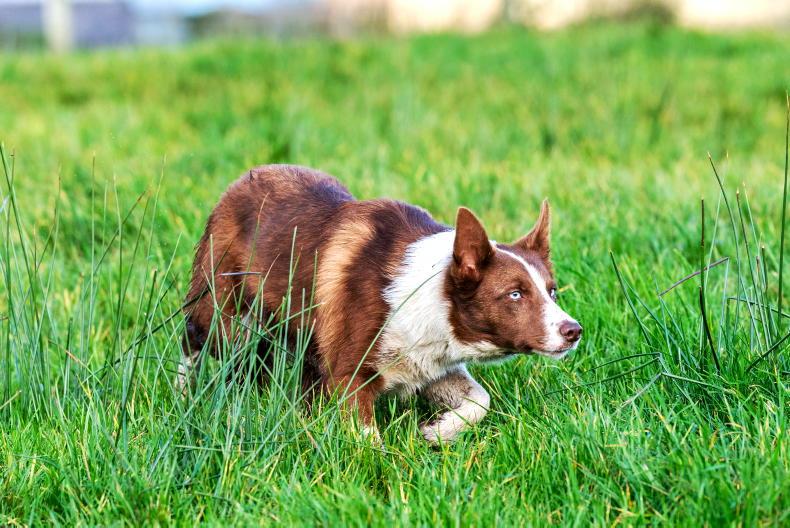 Teagasc sheepdog training in Mayo 