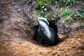 €6m scheme to support badger-proof fencing and troughs