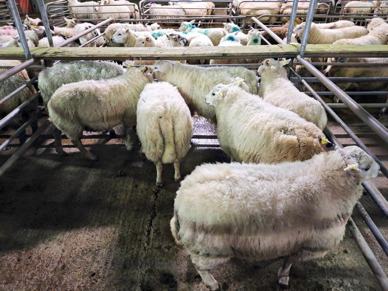 Sheep management: SWS deadline, weed control and marketing remaining hoggets