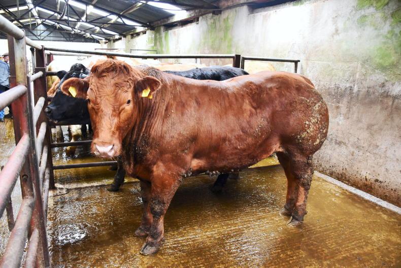Finishers face three-week wait to get cattle killed