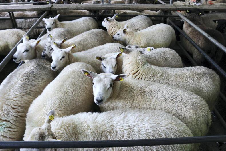Sheep mart comment: small entries of lambs and hoggets in many sales