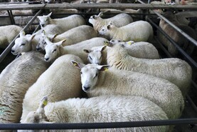 Sheep mart comment: small entries of lambs and hoggets in many sales