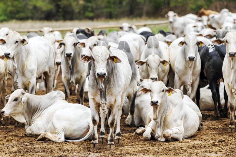Potential EU ban on meat imports from Brazil
