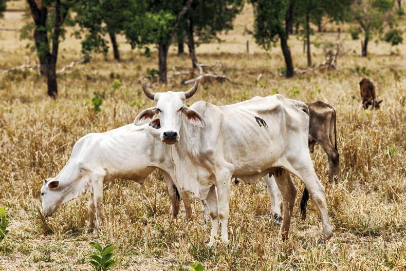 Brazilian beef faces EU ban