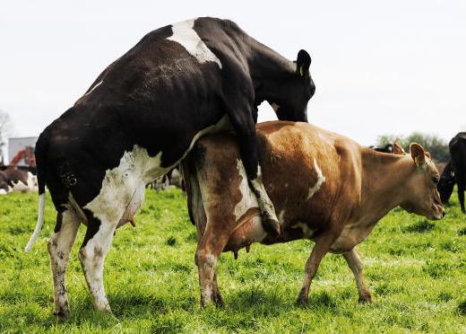 Dairy management: monitoring breeding performance