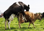 Dairy Management: monitoring breeding performance