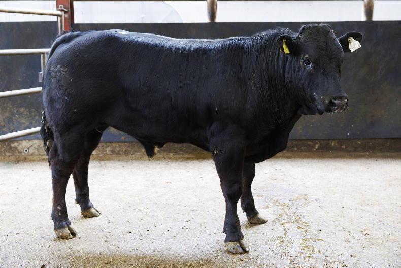 MartBids analysis: further price cuts across the board