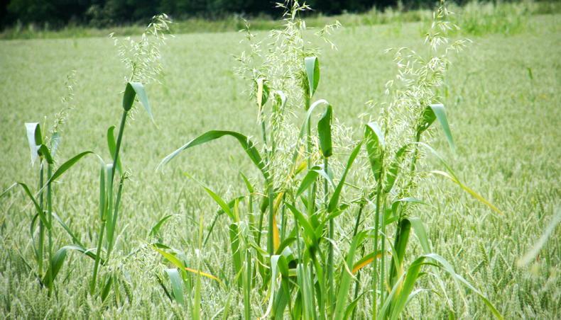 Complex resistance evolving in wild oats to ACCase and ALS herbicides