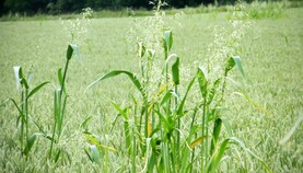 Complex resistance evolving in wild oats to ACCase and ALS herbicides