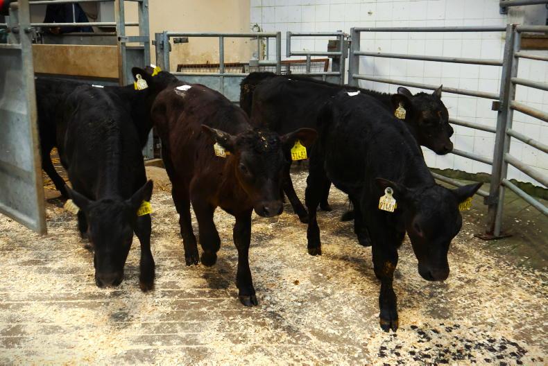 Camera at the Mart: traditional breeds take over in Bandon