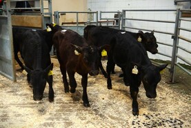 Camera at the Mart: traditional breeds take over in Bandon