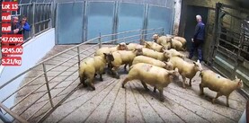 Watch: lambs sell freely to €240 in Kilkenny Mart