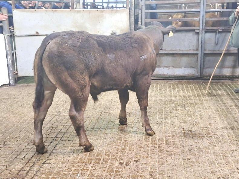 Camera at the Mart: over €6/kg for weanling bulls in Granard Mart