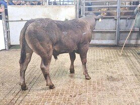 Camera at the Mart: over €6/kg for weanling bulls in Granard Mart