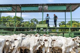 Brazil’s beef exports pass 1m tonnes in April