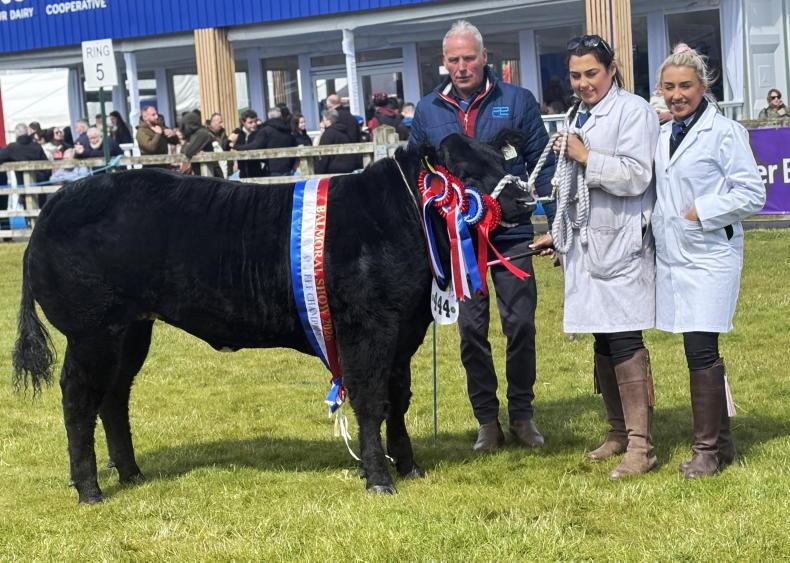 Cork-bred heifer wins Balmoral Show