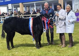 Cork-bred heifer wins Balmoral Show