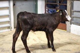 Camera at the Mart: beef breeds lead way in Thurles calf sale