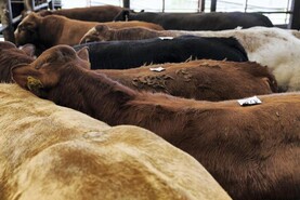 Camera at the Mart: shippers drive weanling sale in Gortatlea