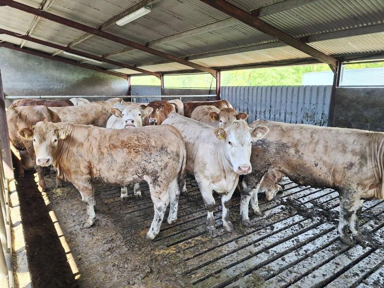 High terminal index bulls will breed high CBV cattle