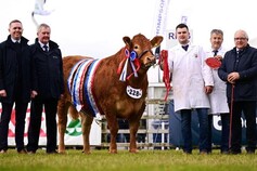 Limousin let loose on day three of Balmoral