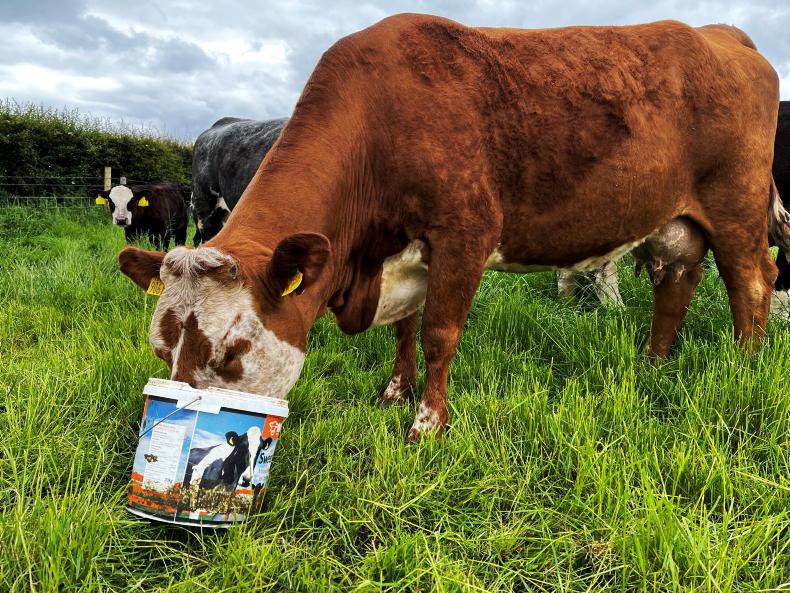 Vet's Corner: grass tetany – why do cows get it?