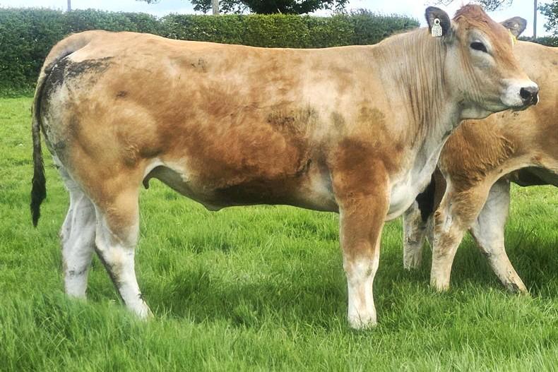 Parthenaise Cattle Society to host second online sale 