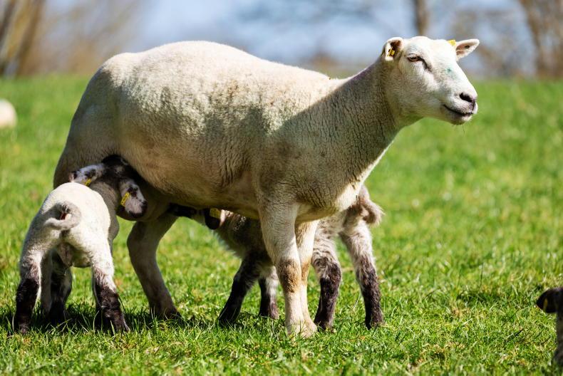 Clarkson copies Tullamore Farm with Easycares