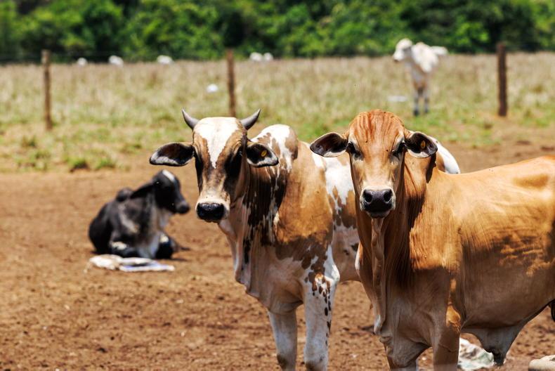 Brazil pledges compliance to avoid beef ban
