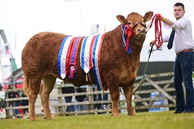 Limousin leave it all on the line in Balmoral
