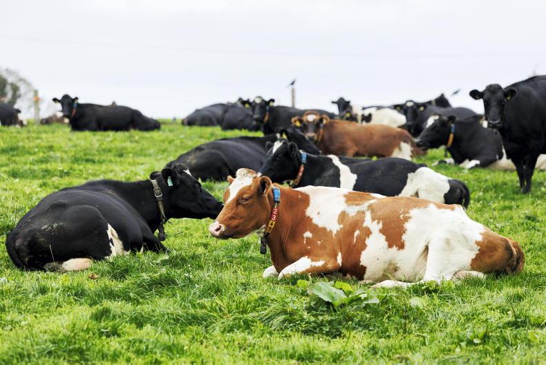 Bluetongue in Ireland: risks, fertility losses and why vaccination matters
