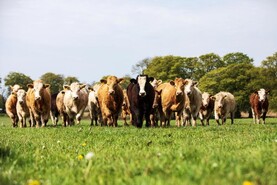 AHDB told to pull meat and dairy ads over emissions claims