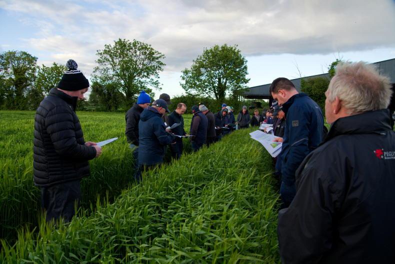 Tillage Management: rain welcomed, but  weeds and disease need to be tackled