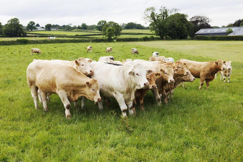 Record value for Irish beef exports in Q1