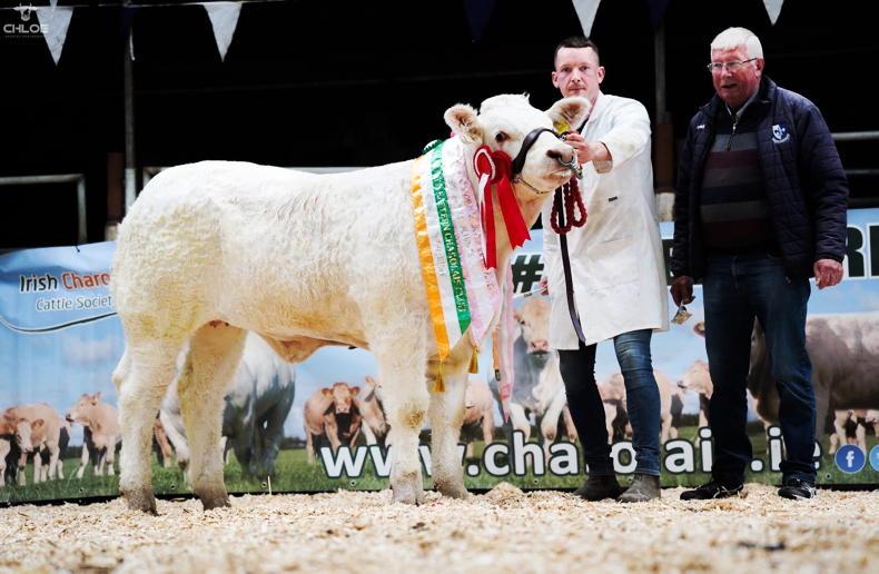 Reglisse daughter proves too Adorable for pedigree judge