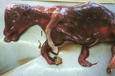 No supply issues foreseen on leptospirosis vaccine 