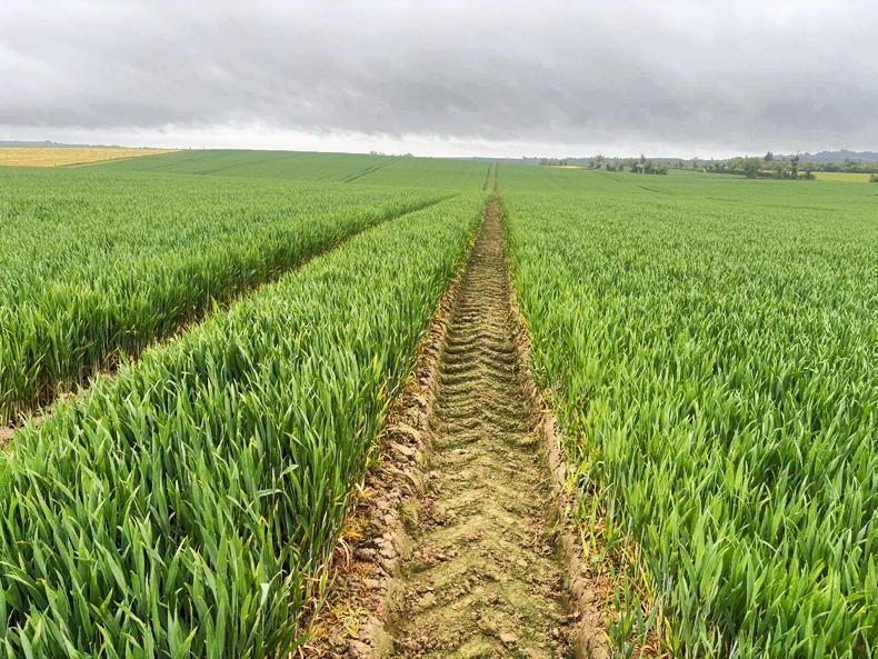 From the Tramlines: Cold weather slows crop growth 