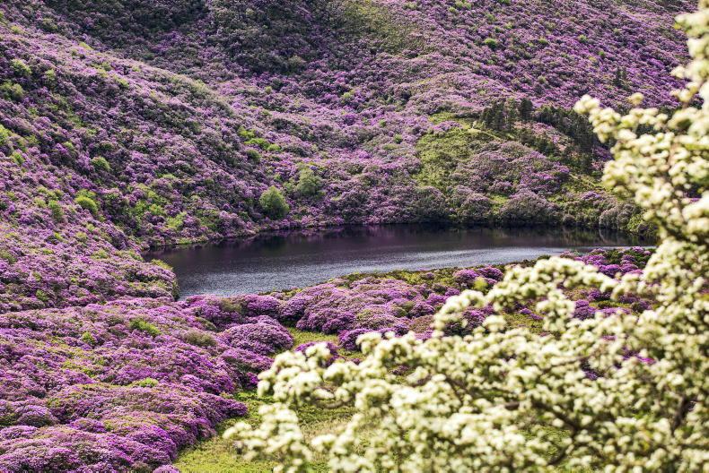 Rhododendron and ferret clampdown