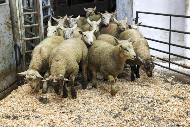 In Pictures: lambs average €4.92/kg in Tullow Mart
