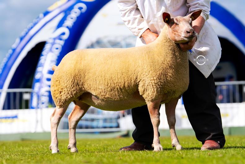 Balmoral Show produces historic moments