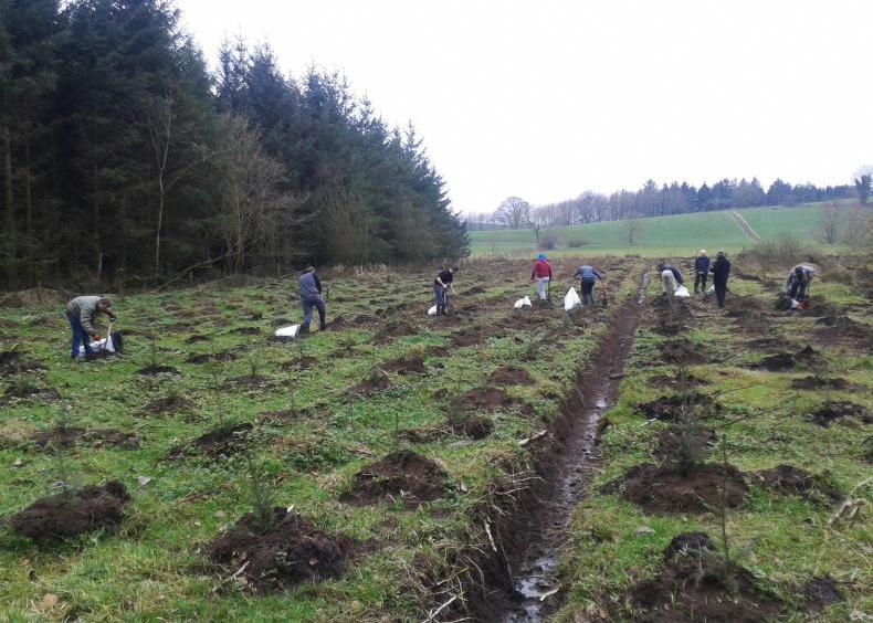 Collapse in the number of trees being planted  