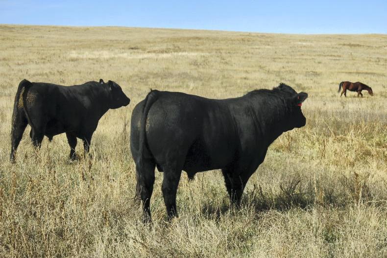 Why it’s a 'weird time' for beef farmers in America 
