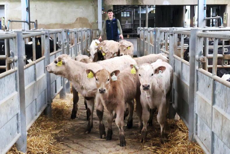 Prices for heifer calves on the up 