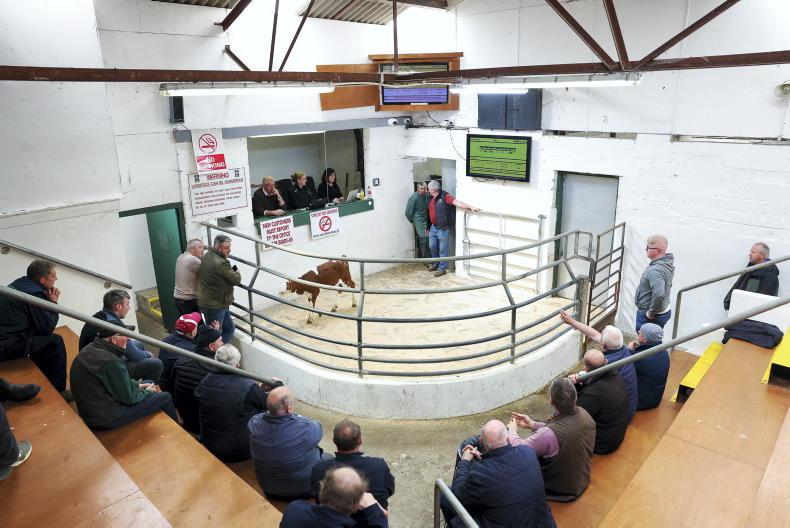Calf price update: prices falling in line with 2025 levels
