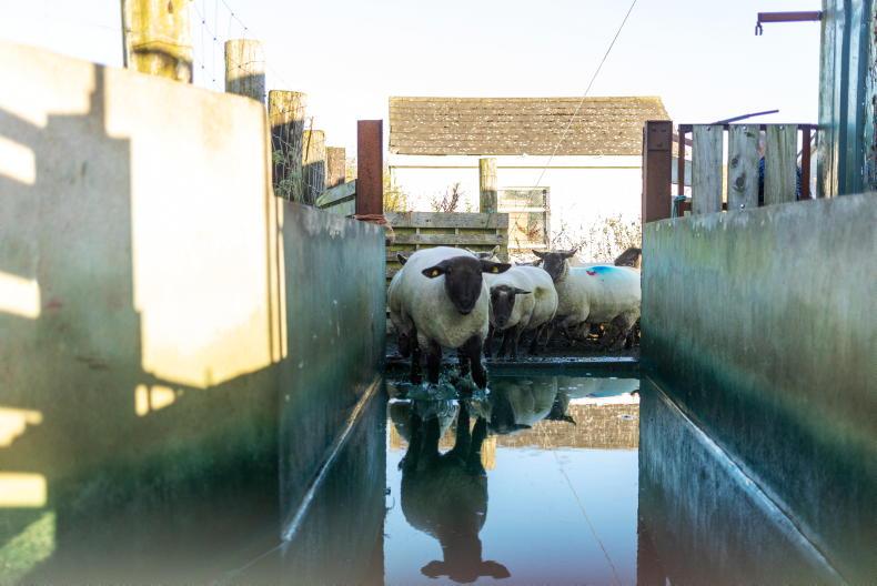 Footbathing options in sheep scheme