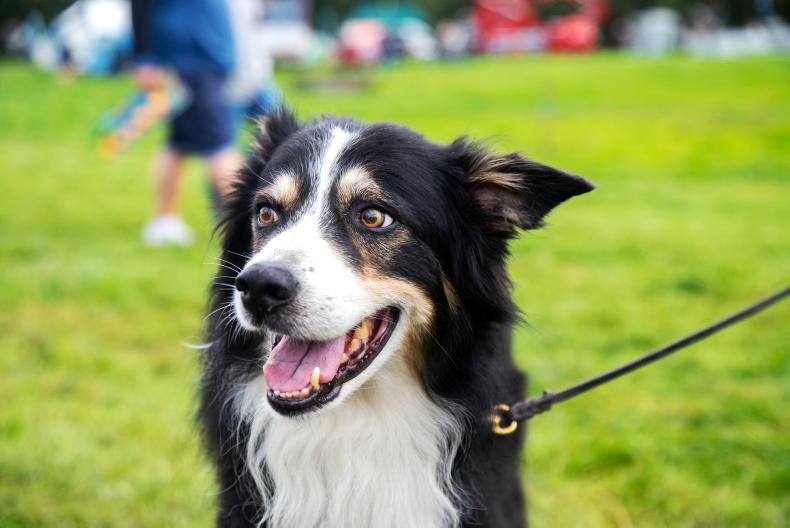 Don’t forget man’s best friend in health plans